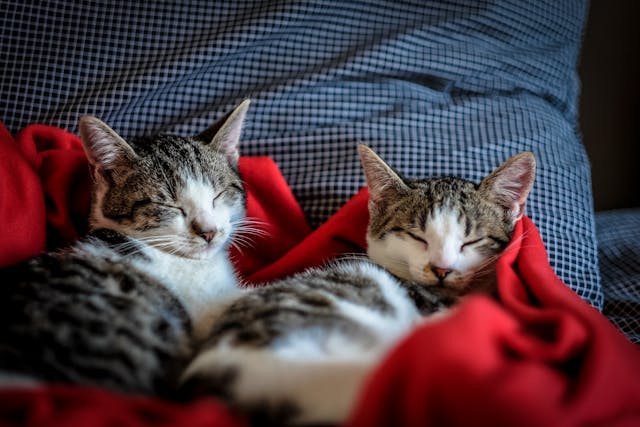 two%20cats%20sleeping%20on%20a%20red%20blanket